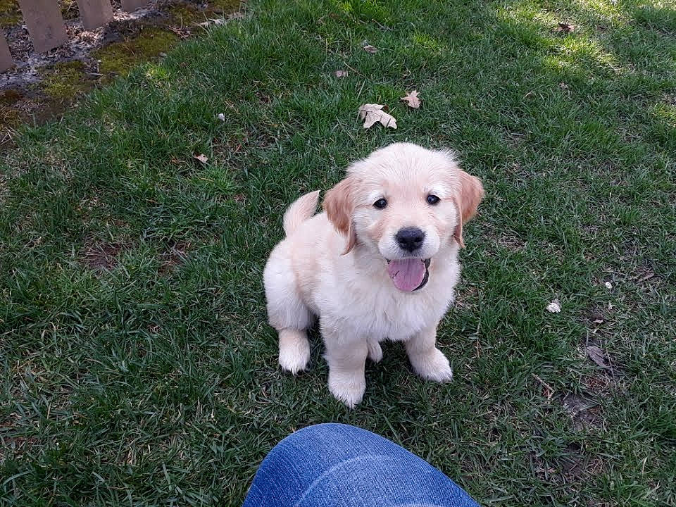 Reegan joined the competition — help win amazing prizes! ancient_dog_breeds, canidae, carnivore, companion_dog, dog, dog_breed, fawn, grass, labrador_retriever, paw, pet_supply, snout, sporting_group, street_dog, tail