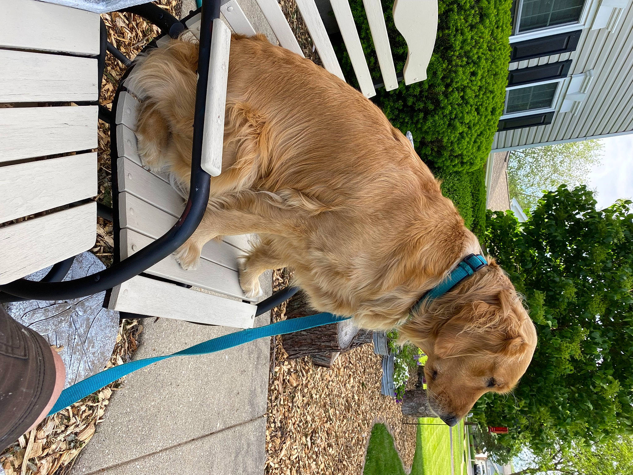 Reegan is registered to the contest to win money with this photo: canidae, carnivore, collar, companion_dog, dog, dog_breed, dog_collar, dog_supply, fawn, leash, liver, pet_supply, plant, snout, sporting_group, tail, tree, window, wood, working_animal