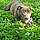 Lola