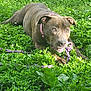 dog, brindle, collar, rope_toy, greenery, grass, outdoor, playful, pet, animal, chewing, nature, daylight, field, canine, leaf, flora, summer, happy, laying_down