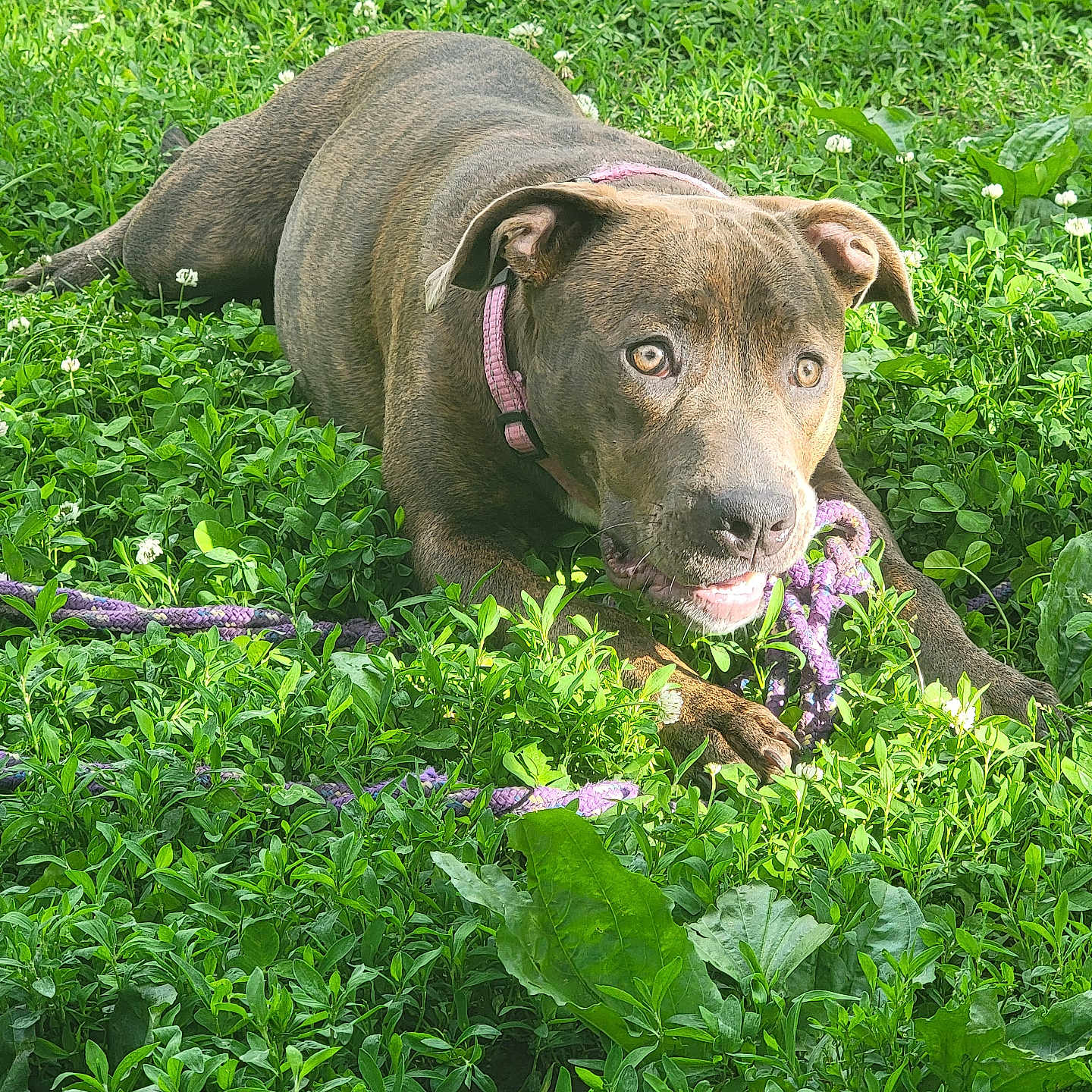 Lola joined the competition — help win amazing prizes! animal, brindle, canine, chewing, collar, daylight, dog, field, flora, grass, greenery, happy, laying_down, leaf, nature, outdoor, pet, playful, rope_toy, summer