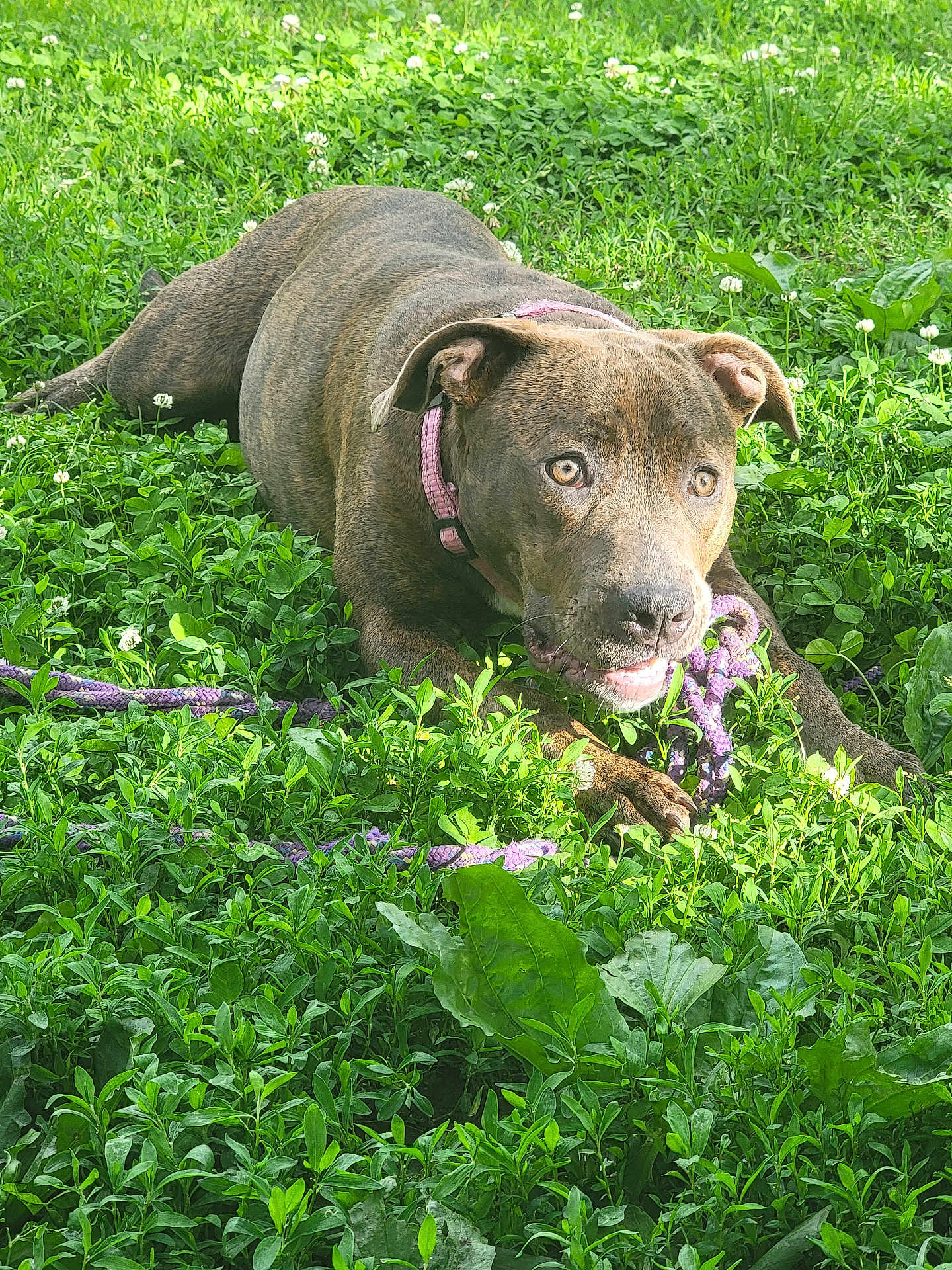 Lola