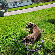 Lola is registered to the contest to win money with this photo: dog, brindle, grass, leash, yard, sunny, house, tree, outdoor, pet, canine, resting, nature, daytime, greenery, road, residential, calm, animal, summer
