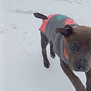Lola is registered to the contest to win money with this photo: active, animal, cold, cute, dog, ears, frozen, fun, fur, nose, outdoor, paws, pet, playful, puppy, running, snow, sweater, winter, young