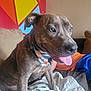 Lola joined the competition — help win amazing prizes! dog, brindle, pet, tongue_out, collar, couch, blanket, indoor, colorful_wall, playful, closeup, animal, furniture, relaxed, canine, home, comfort, portrait, happy, sitting