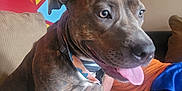 Lola is registered to the contest to win money with this photo: dog, brindle, pet, tongue_out, collar, couch, blanket, indoor, colorful_wall, playful, closeup, animal, furniture, relaxed, canine, home, comfort, portrait, happy, sitting