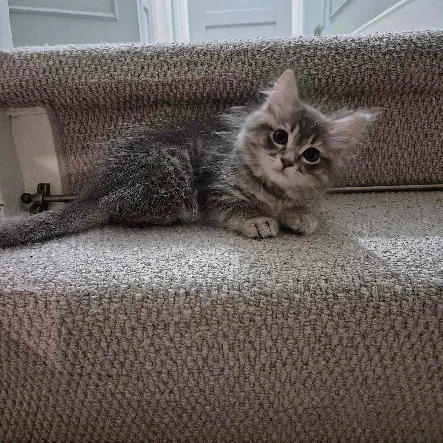 Silo is registered to the contest to win money with this photo: abyssinian, animal, architecture, armchair, building, cat, chair, couch, cushion, door, furniture, hardwood, homedecor, indoors, kitten, linen, livingroom, manx, pet, room