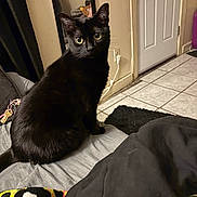 Raven joined the competition — help win amazing prizes! animal, bed, black_cat, blanket, cat, cozy, curious, domestic, door, eyes, floor, fur, furniture, home, indoor, keys, mirror, pet, sitting, tile_floor