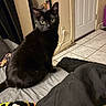 animal, bed, black_cat, blanket, cat, cozy, curious, domestic, door, eyes, floor, fur, furniture, home, indoor, keys, mirror, pet, sitting, tile_floor