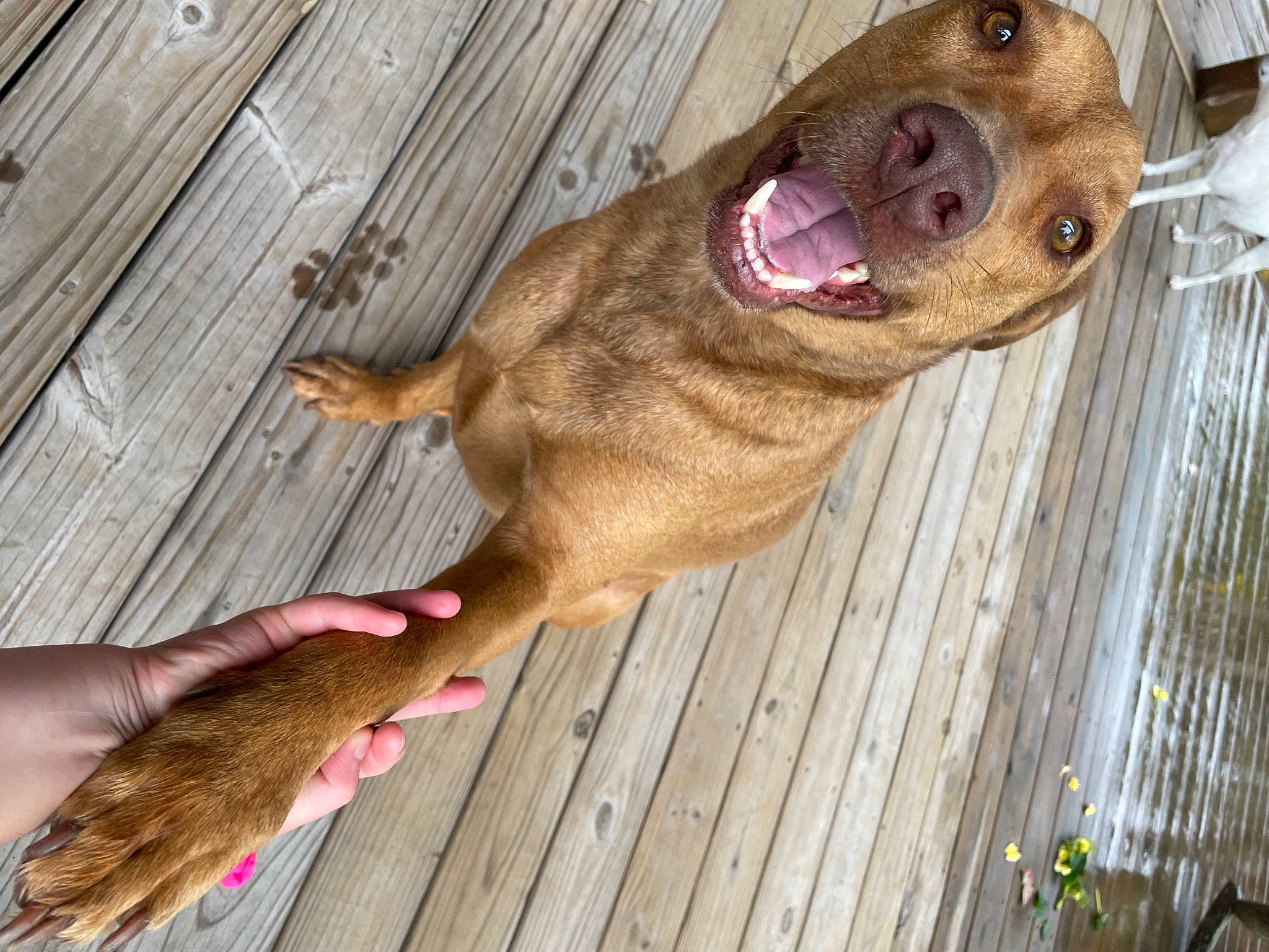 Jake joined the competition — help win amazing prizes! canidae, carnivore, companion_dog, dog, dog_breed, fawn, fur, hardwood, liver, pet_supply, plank, snout, sporting_group, wood, wood_stain, working_animal