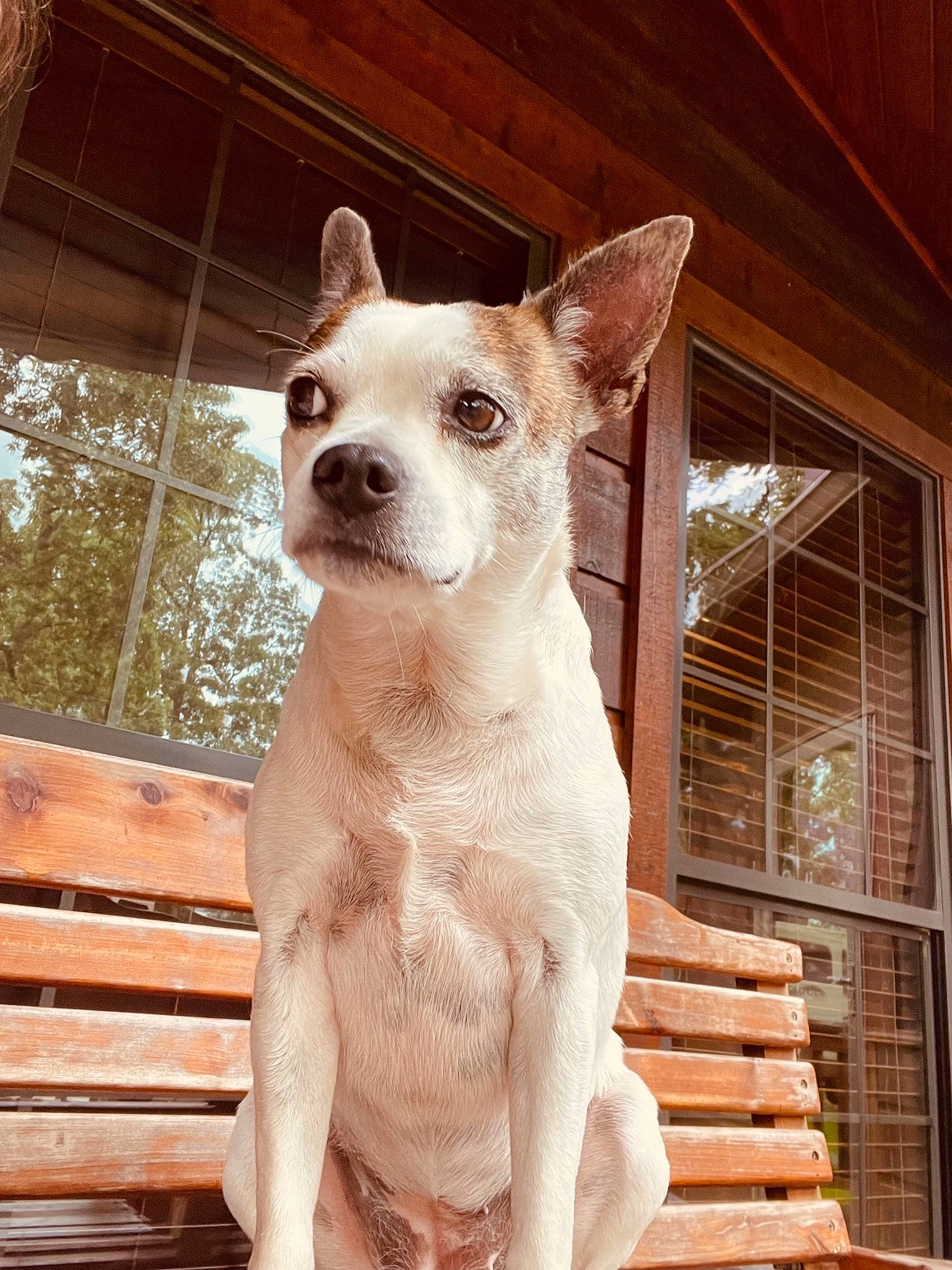 Baby is registered to the contest to win money with this photo: ancient_dog_breeds, canidae, carnivore, chihuahua, companion_dog, dog, dog_breed, eye, fawn, felidae, fur, outdoor_bench, snout, sporting_group, tail, terrestrial_animal, toy_dog, whiskers, wood, working_animal