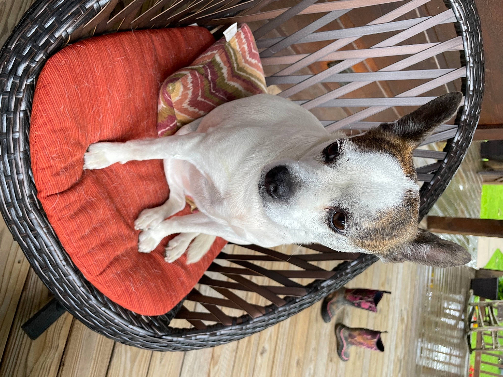 Baby joined the competition — help win amazing prizes! cage, canidae, carnivore, companion_dog, couch, dalmatian, dog, dog_bed, dog_breed, dog_supply, fawn, felidae, fur, mammal, pet_supply, sporting_group, toy, whiskers, wood, working_animal