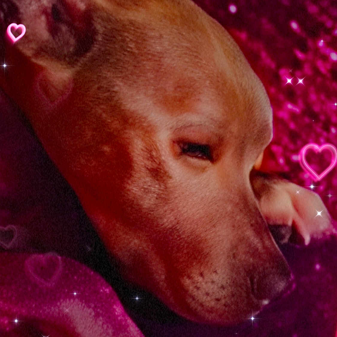 Anna is registered to the contest to win money with this photo: animal, blanket, calm, closeup, cozy, cute, digital_effects, dog, fur, heart_shape, hearts, indoors, paw, pet, pink, relaxed, resting, sleeping, snout, sparkles