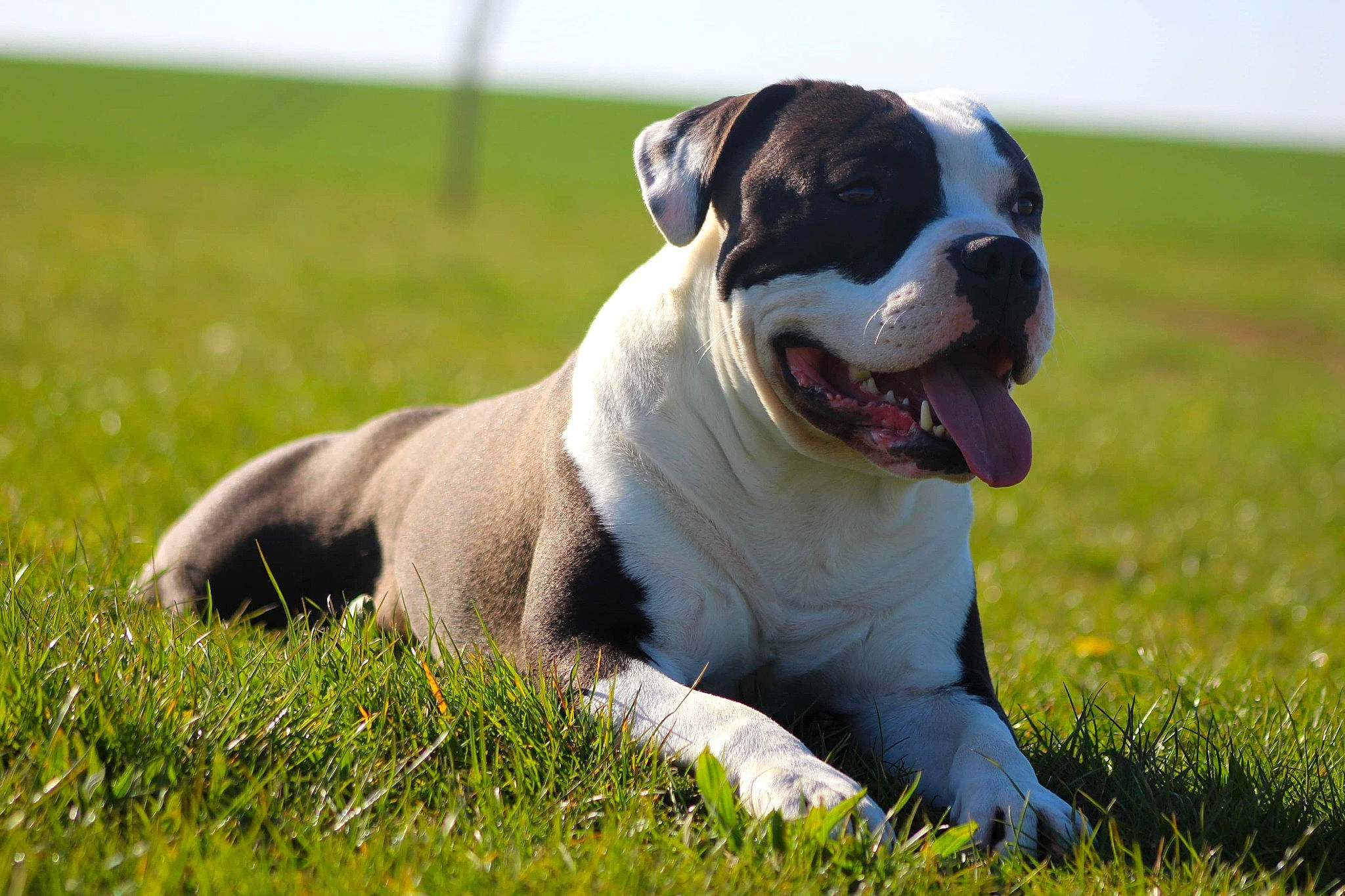 Oxy a rejoint le concours — aidez-le/la à gagner de superbes lots ! bulldog, carnivore, collar, companion_dog, dog, dog_breed, dog_collar, fawn, grass, grassland, meadow, pasture, people_in_nature, plant, sky, snout, sporting_group, terrestrial_animal, whiskers, working_animal