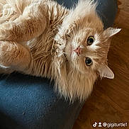 Layla Lion joined the competition — help win amazing prizes! cat, fluffy, ginger, pet, indoor, couch, furniture, wood_floor, relaxed, wide_eyes, whiskers, cute, fur, animal, domestic, portrait, looking_up, cozy, soft, home