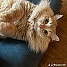 cat, fluffy, ginger, pet, indoor, couch, furniture, wood_floor, relaxed, wide_eyes, whiskers, cute, fur, animal, domestic, portrait, looking_up, cozy, soft, home
