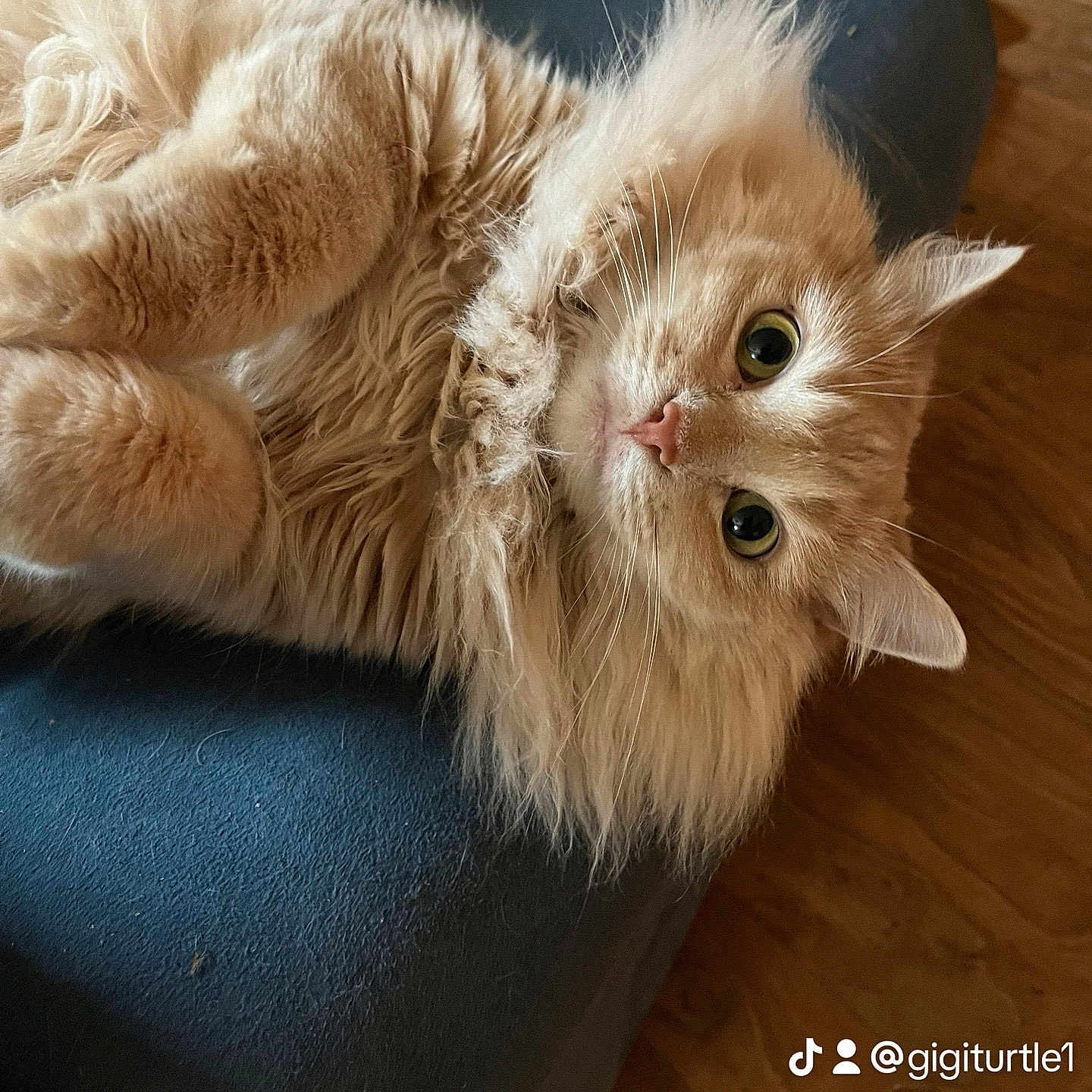 Layla Lion joined the competition — help win amazing prizes! cat, fluffy, ginger, pet, indoor, couch, furniture, wood_floor, relaxed, wide_eyes, whiskers, cute, fur, animal, domestic, portrait, looking_up, cozy, soft, home