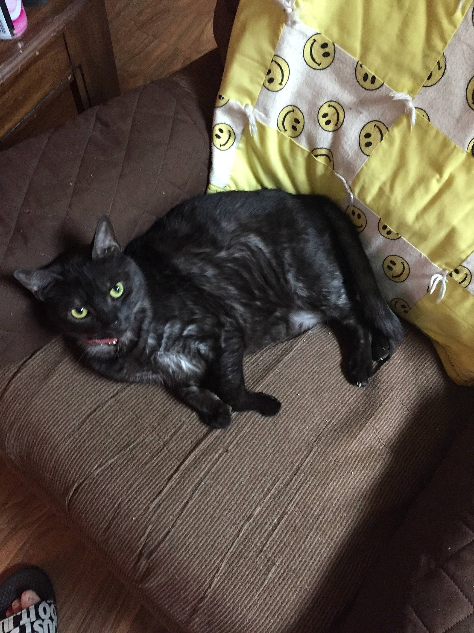 Emma is registered to the contest to win money with this photo: black, black_cat, bombay, box, carnivore, cat, claw, comfort, couch, domestic_short_haired_cat, felidae, fur, furniture, grey, hardwood, room, shipping_box, small_to_medium_sized_cats, tail, whiskers