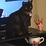 Emma joined the competition — help win amazing prizes! carnivore, cat, coffee_cup, cup, dishware, drinkware, felidae, kitchen_utensil, mug, plate, porcelain, serveware, small_to_medium_sized_cats, snout, table, tableware, tail, teacup, whiskers, window