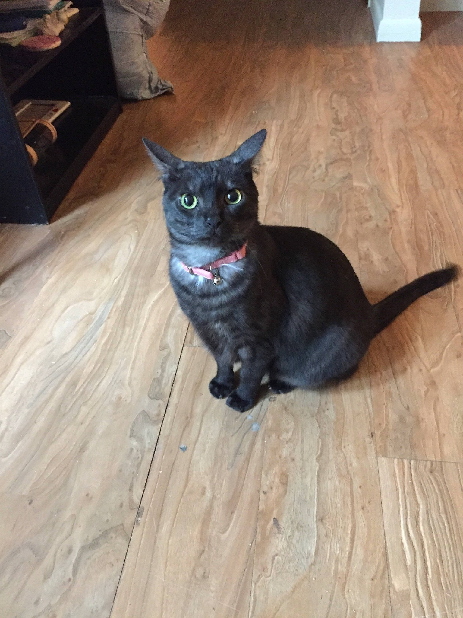 Emma is registered to the contest to win money with this photo: black_cat, carnivore, cat, dog_breed, domestic_short_haired_cat, electric_blue, fawn, felidae, floor, flooring, fur, grey, hardwood, laminate_flooring, small_to_medium_sized_cats, snout, sporting_group, tail, whiskers, wood
