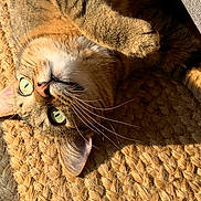 Yoda a rejoint le concours — aidez-le/la à gagner de superbes lots ! cat, tabby, green_eyes, whiskers, paw, fur, sunlight, woven_mat, texture, close_up, curious, pet, indoor, relaxed, animal, mammal, face, lying_down, cozy, nap