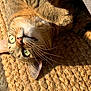 animal, cat, close_up, cozy, curious, face, fur, green_eyes, indoor, lying_down, mammal, nap, paw, pet, relaxed, sunlight, tabby, texture, whiskers, woven_mat