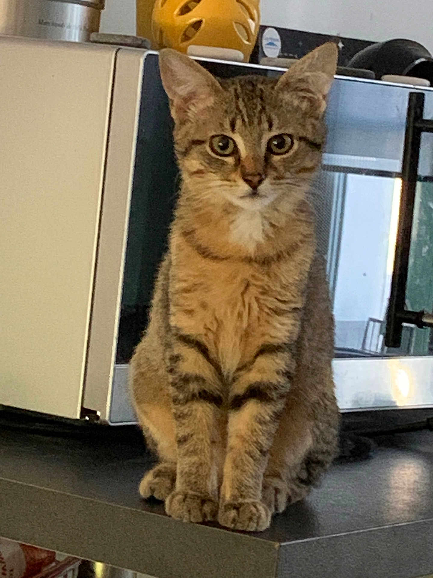 Yoda a rejoint le concours — aidez-le/la à gagner de superbes lots ! cat, tabby_cat, pet, animal, indoor, kitchen, counter, microwave, feline, curious, sitting, brown, striped, whiskers, ears, floor, domestic, household, looking, eyes