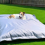 Lilou a rejoint le concours — aidez-le/la à gagner de superbes lots ! dog, outdoor, grass, beanbag, sunlight, fence, pet, relaxed, happy, nature, summer, animal, backyard, resting, daytime, canine, playful, leisure, domestic, mammal