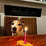 Lilou participe au concours pour gagner de l'argent avec cette photo : dog, birthday_candle, table, treat, chair, wooden_table, indoor, pet, celebration, candle_flame, closeup, brown, white, face, animal, cute, looking, home, woven_chair, sign