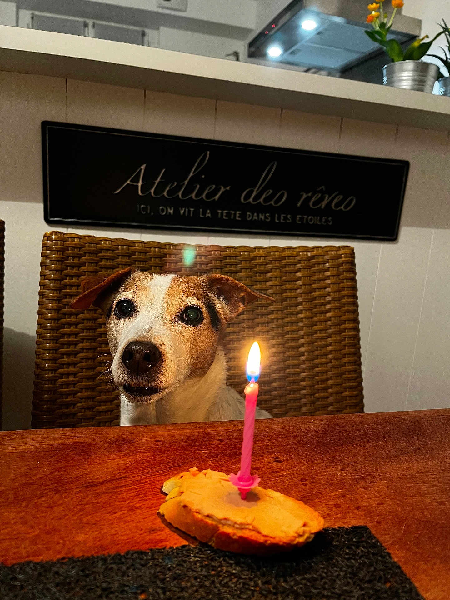 Lilou participe au concours pour gagner de l'argent avec cette photo : dog, birthday_candle, table, treat, chair, wooden_table, indoor, pet, celebration, candle_flame, closeup, brown, white, face, animal, cute, looking, home, woven_chair, sign