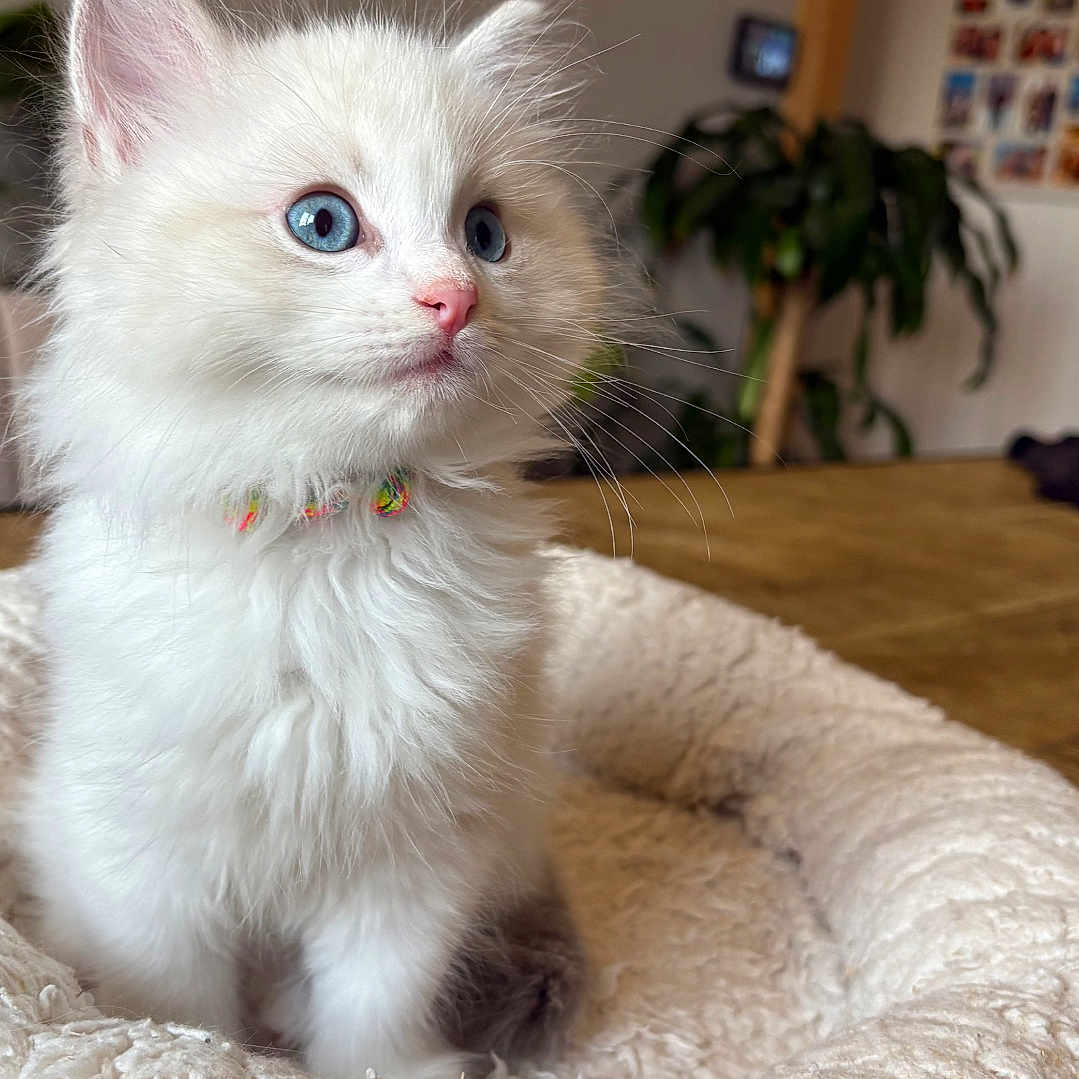 Ayden participe au concours pour gagner de l'argent avec cette photo : abyssinian, angora, animal, canine, cat, dog, hardwood, kitten, manx, pet, siamese, white, wood