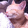 cat, orange_cat, sleeping, sleepy, closed_eyes, whiskers, ears, fur, tabby, pet, animal, indoors, blanket, cuddling, relaxed, portrait, close_up, soft_light, cozy, home