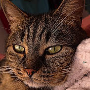 Max participe au concours pour gagner de l'argent avec cette photo : cat, feline, close_up, portrait, brown_fur, green_eyes, whiskers, ears, nose, face, animal, pet, indoor, blanket, cozy, staring, dramatic, detailed_fur, photography, cute