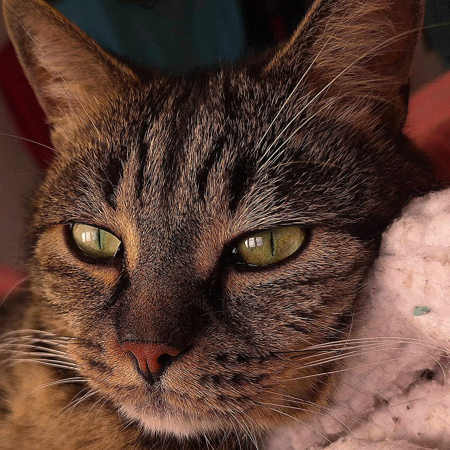 Max