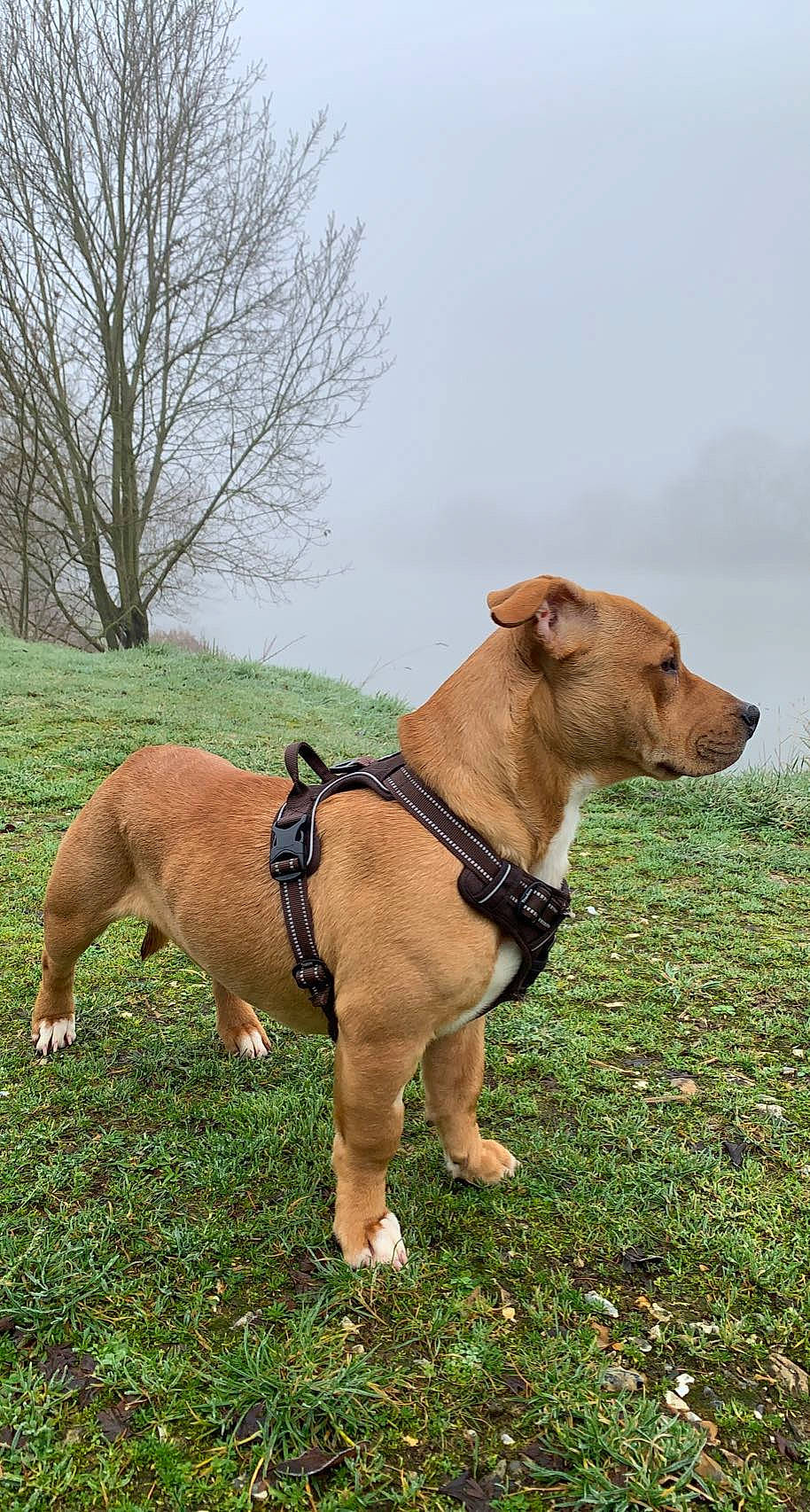 Simba a rejoint le concours — aidez-le/la à gagner de superbes lots ! carnivore, cloud, collar, companion_dog, dog, dog_breed, dog_collar, dog_supply, fawn, grass, leash, liver, pet_supply, plant, sky, snout, sporting_group, tail, tree, working_animal