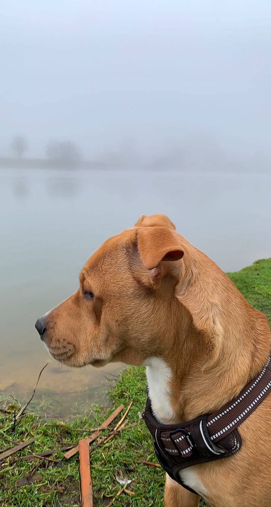 Simba participe au concours pour gagner de l'argent avec cette photo : carnivore, collar, companion_dog, dog, dog_breed, dog_collar, dog_supply, fawn, fog, grass, lake, leash, liver, mammal, pet_supply, sky, vertebrate, water, whiskers, working_animal