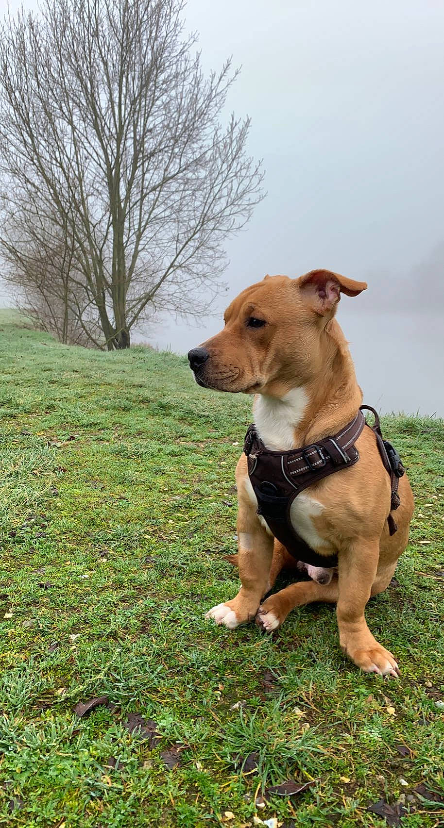Simba a rejoint le concours — aidez-le/la à gagner de superbes lots ! carnivore, cloud, collar, companion_dog, dog, dog_breed, dog_collar, fawn, grass, leash, liver, pet_supply, plant, sky, snout, sporting_group, tail, tree, whiskers, working_animal