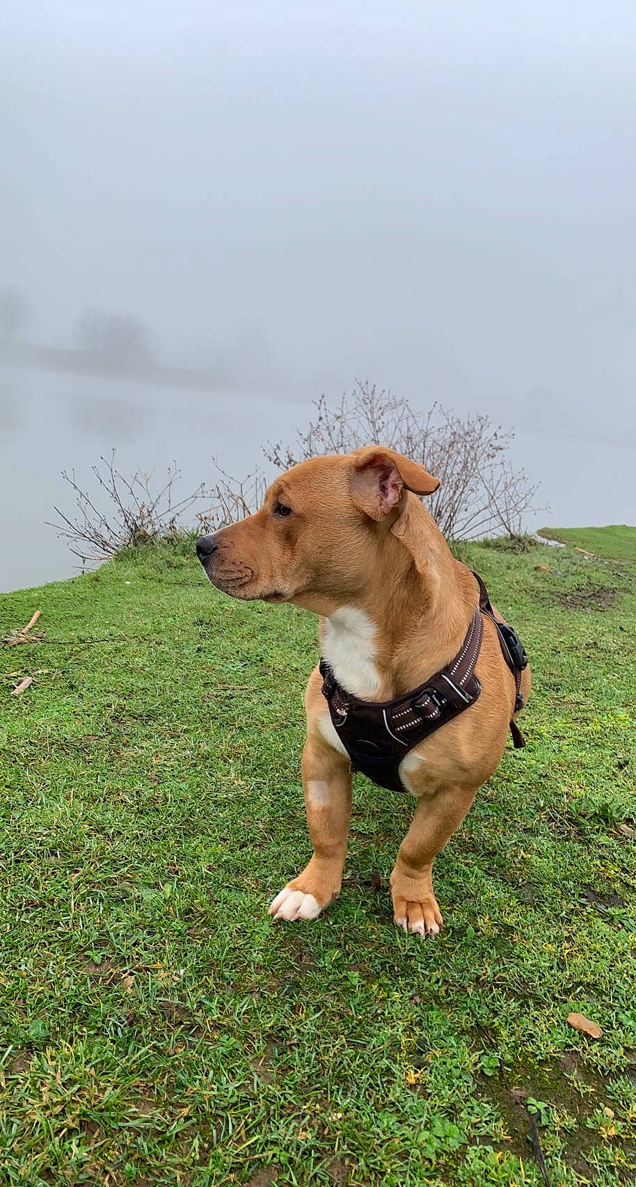Simba a rejoint le concours — aidez-le/la à gagner de superbes lots ! carnivore, cloud, collar, companion_dog, dog, dog_breed, dog_clothes, dog_collar, dog_supply, fawn, grass, grassland, pasture, plant, prairie, sky, snout, tail, terrestrial_animal, working_animal