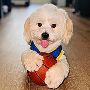 Jericho is registered to the contest to win money with this photo: dog, puppy, basketball, indoor, floor, wooden_floor, tongue_out, jersey, blue_jersey, yellow_jersey, cute, fluffy, pet, animal, playing, sports, small_ball, paws, closeup, home