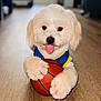 dog, puppy, basketball, indoor, floor, wooden_floor, tongue_out, jersey, blue_jersey, yellow_jersey, cute, fluffy, pet, animal, playing, sports, small_ball, paws, closeup, home