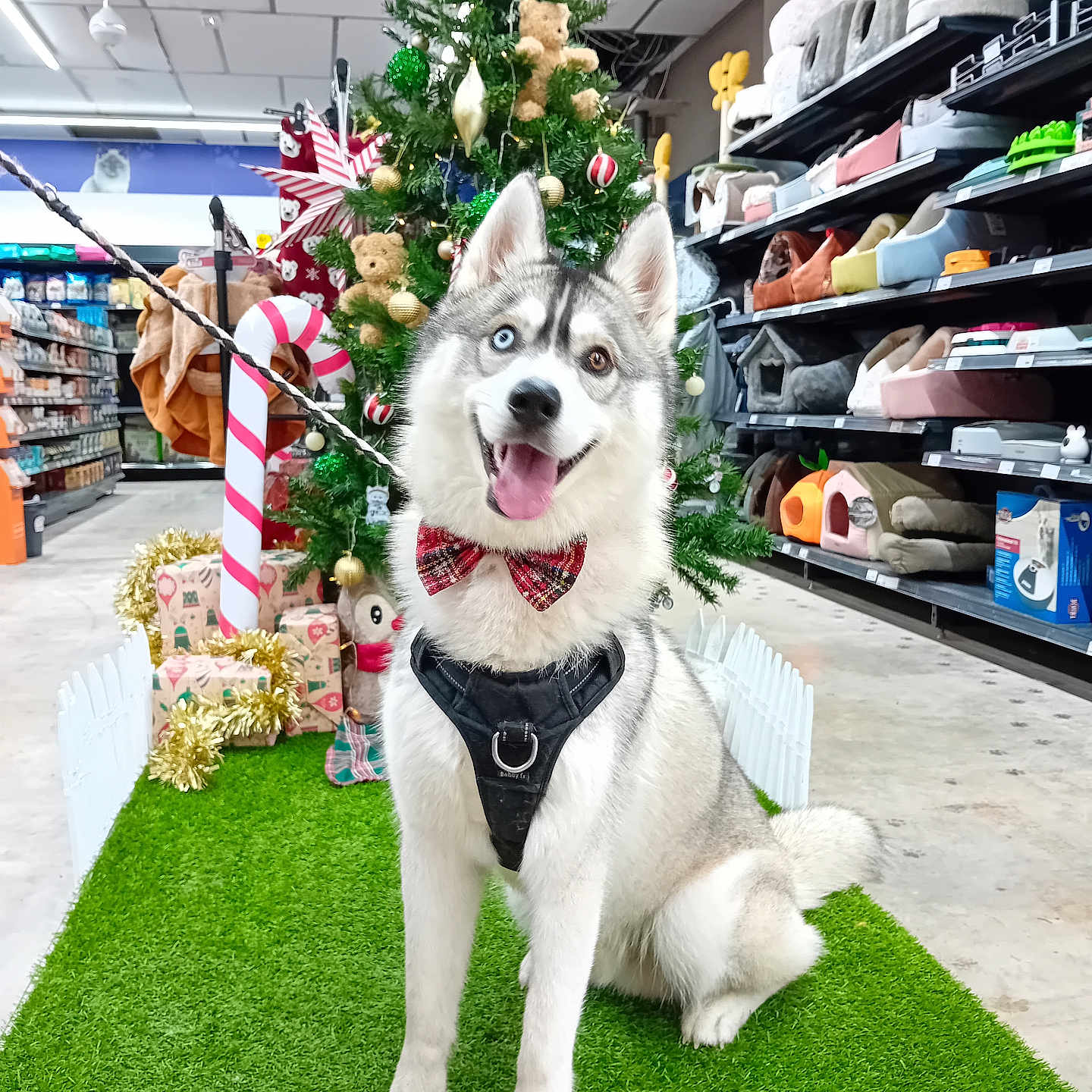 Loki