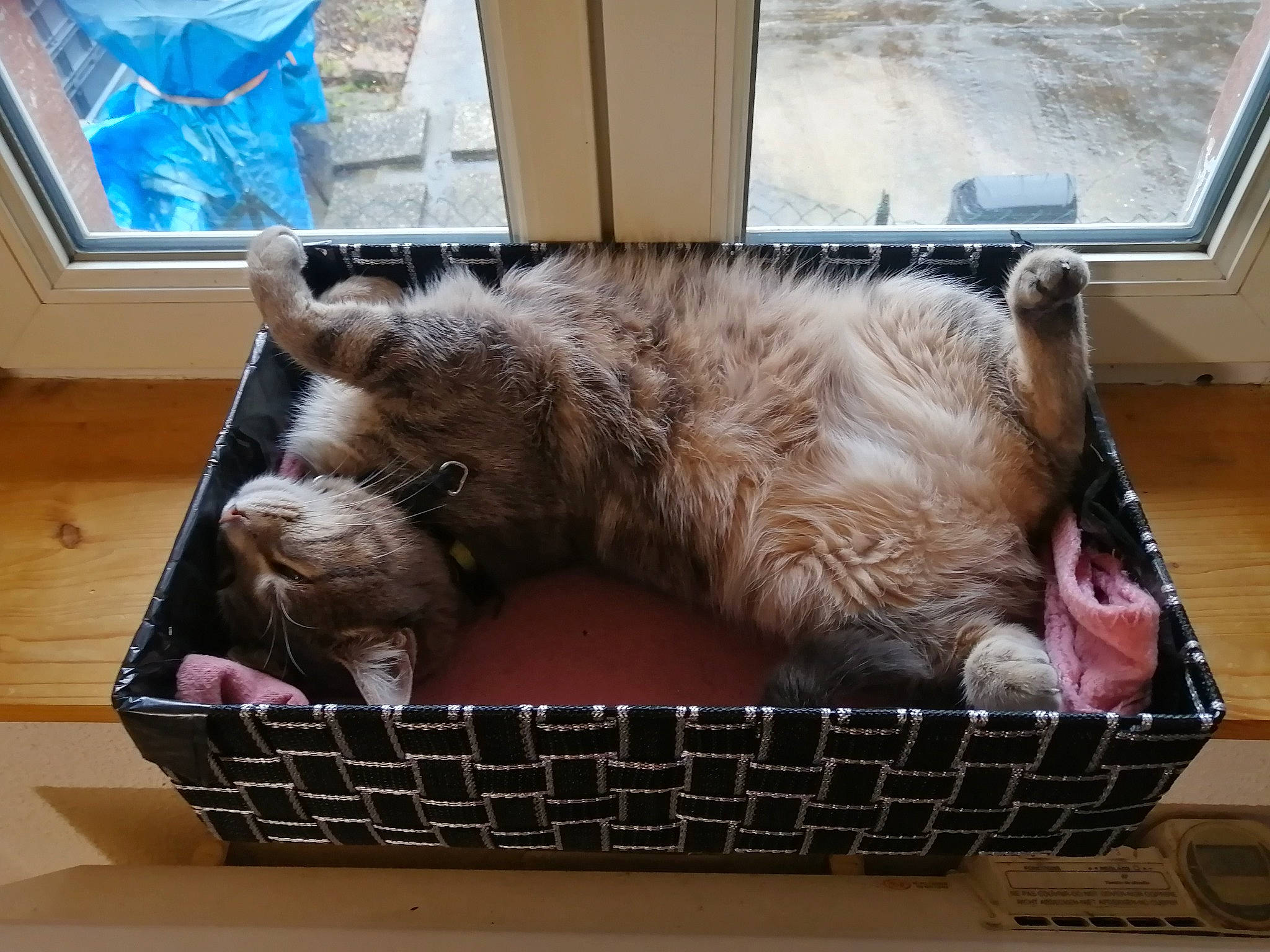 La Mouche a rejoint le concours — aidez-le/la à gagner de superbes lots ! animal_shelter, basket, cage, carnivore, cat, cat_supply, comfort, fawn, felidae, fur, home_accessories, mammal, mesh, pet_supply, radio, small_to_medium_sized_cats, sporting_group, storage_basket, vertebrate, whiskers