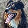 dog, portrait, fluffy, long_hair, tricolor, black_fur, brown_fur, white_fur, open_mouth, tongue, teeth, happy, outdoor, grass, close_up, animal, pet, canine, head, smiling