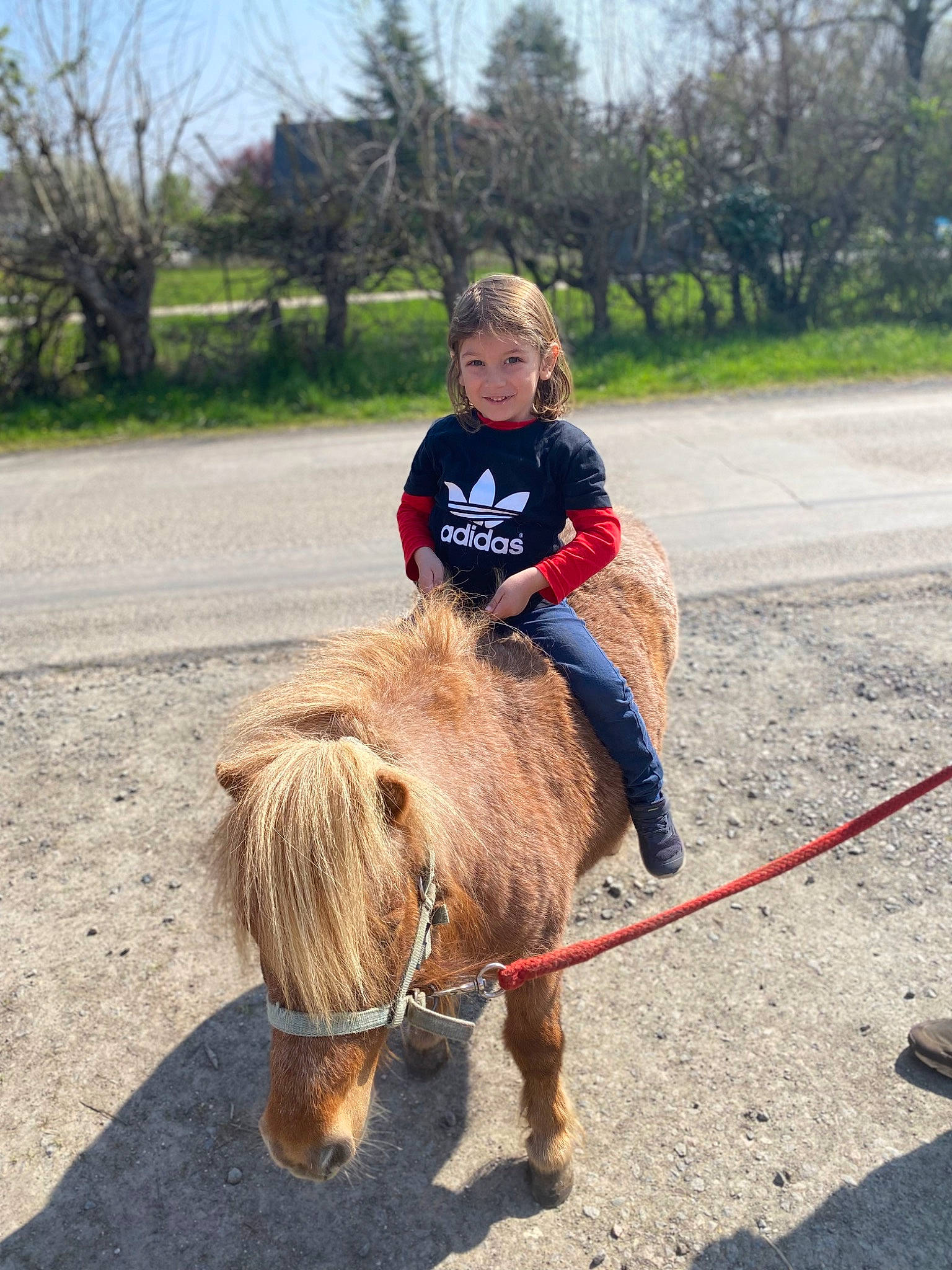 Liam participe au concours pour gagner de l'argent avec cette photo : asphalt, bridle, companion_dog, dog_breed, fun, fur, horse, horse_supplies, horse_tack, joy, leash, livestock, pack_animal, person, plant, recreation, rein, shetland_pony, sky, toddler