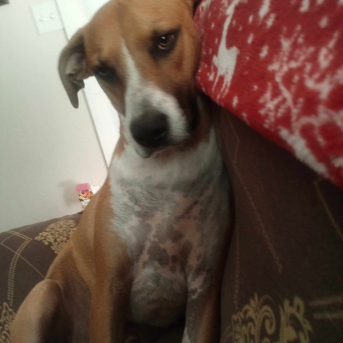 Milo joined the competition — help win amazing prizes! animal, blanket, brown, canine, closeup, couch, cozy, dog, domestic, furniture, household, indoor, light_switch, patterned, pet, relaxed, resting, sitting, wall, white