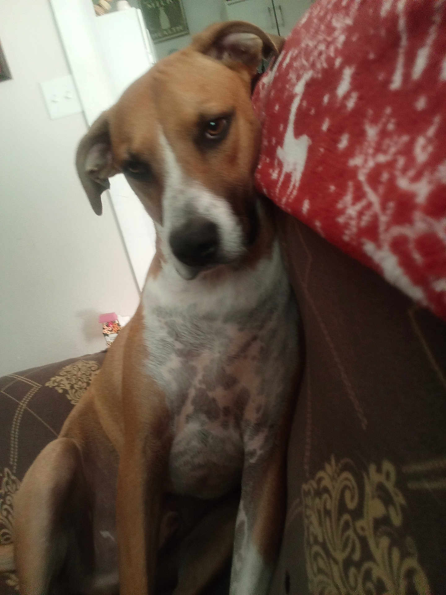 Milo joined the competition — help win amazing prizes! dog, brown, white, couch, blanket, indoor, pet, animal, sitting, patterned, furniture, relaxed, closeup, household, canine, wall, light_switch, cozy, resting, domestic