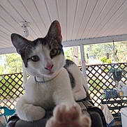 Linda is registered to the contest to win money with this photo: animal, blur, cat, closeup, collar, curious, ears, fur, furniture, indoor, lattice, nose, paw, pet, plant, porch, relaxing, table, whiskers, window