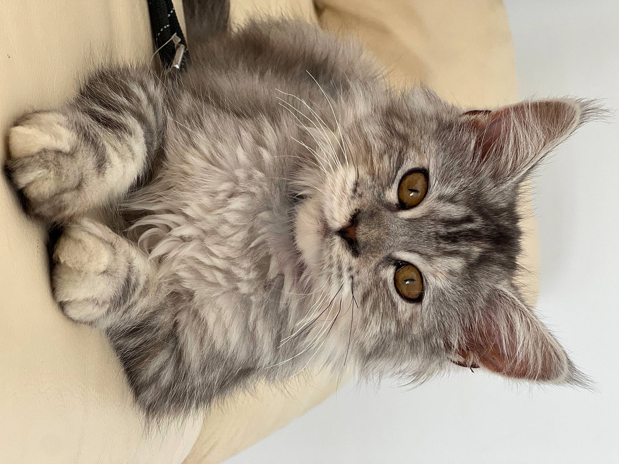Loona participe au concours pour gagner de l'argent avec cette photo : british_longhair, carnivore, cat, claw, domestic_short_haired_cat, felidae, fur, grey, paw, small_to_medium_sized_cats, snout, tail, terrestrial_animal, whiskers