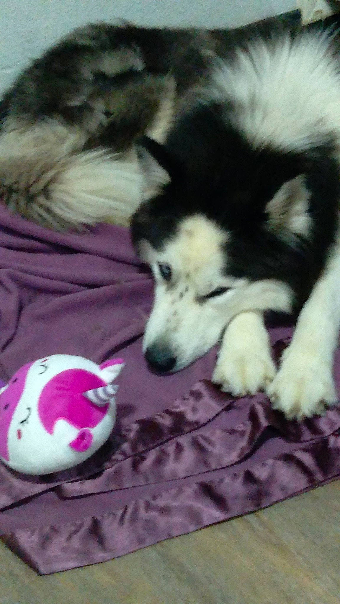 Moon is registered to the contest to win money with this photo: border_collie, canidae, carnivore, companion_dog, dog, dog_breed, dog_supply, fur, herding_dog, magenta, non_sporting_group, paw, sporting_group, terrestrial_animal, working_animal, working_dog