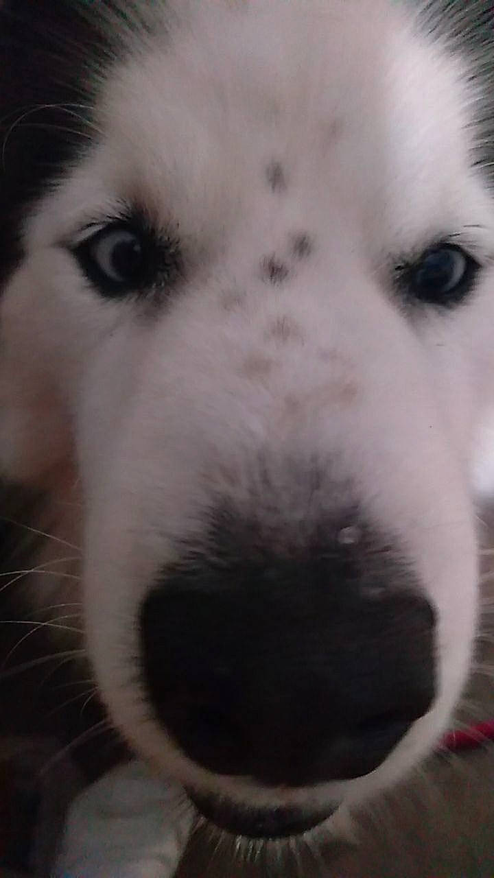 Moon joined the competition — help win amazing prizes! canidae, carnivore, close_up, companion_dog, dog, dog_breed, fur, mammal, monochrome, monochrome_photography, nose, paw, snout, sporting_group, street_dog, terrestrial_animal, vertebrate, whiskers, working_animal, working_dog